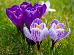 La pandemia ha complicado muchas cosas. Las celebraciones de las fiestas de primavera no son una excepción. He aquí cómo celebrarlas de forma segura con los seres queridos.