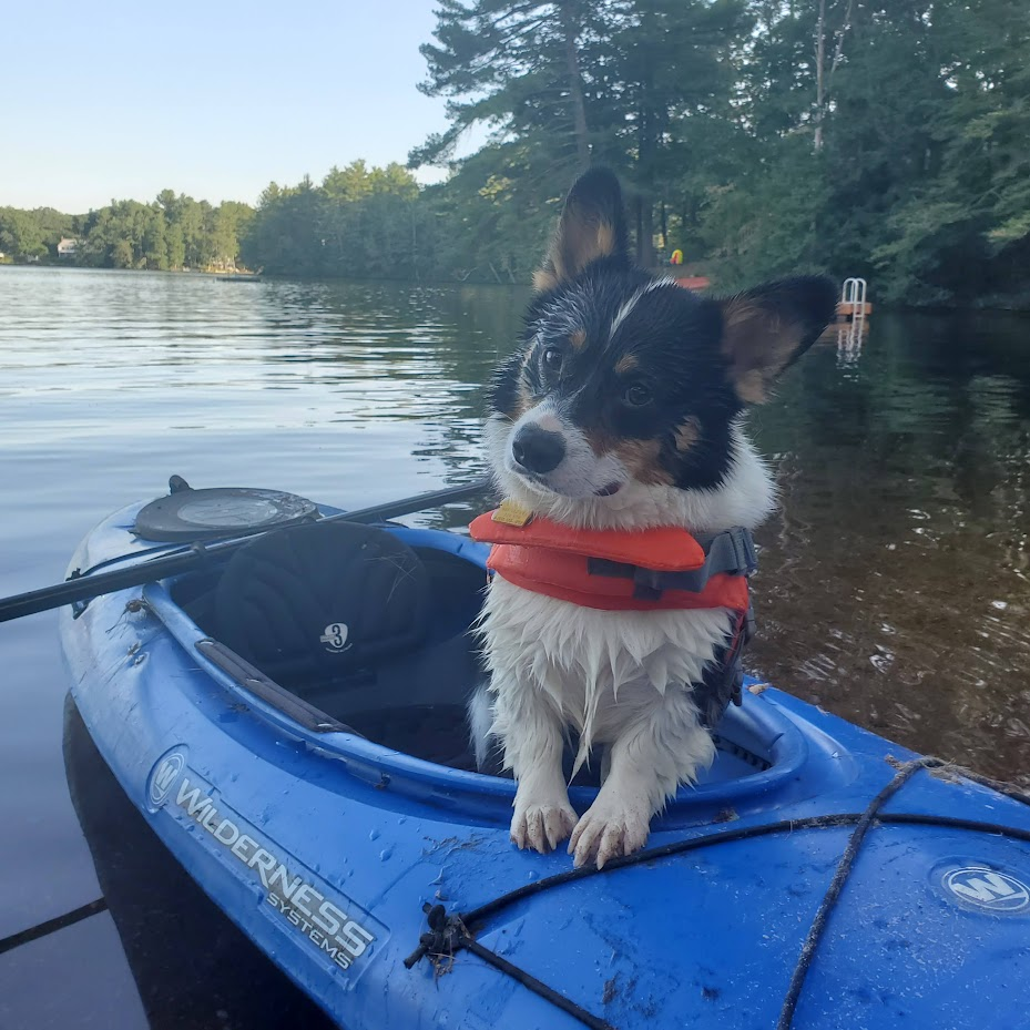 Summer Pet Safety: Tips for Hot Weather