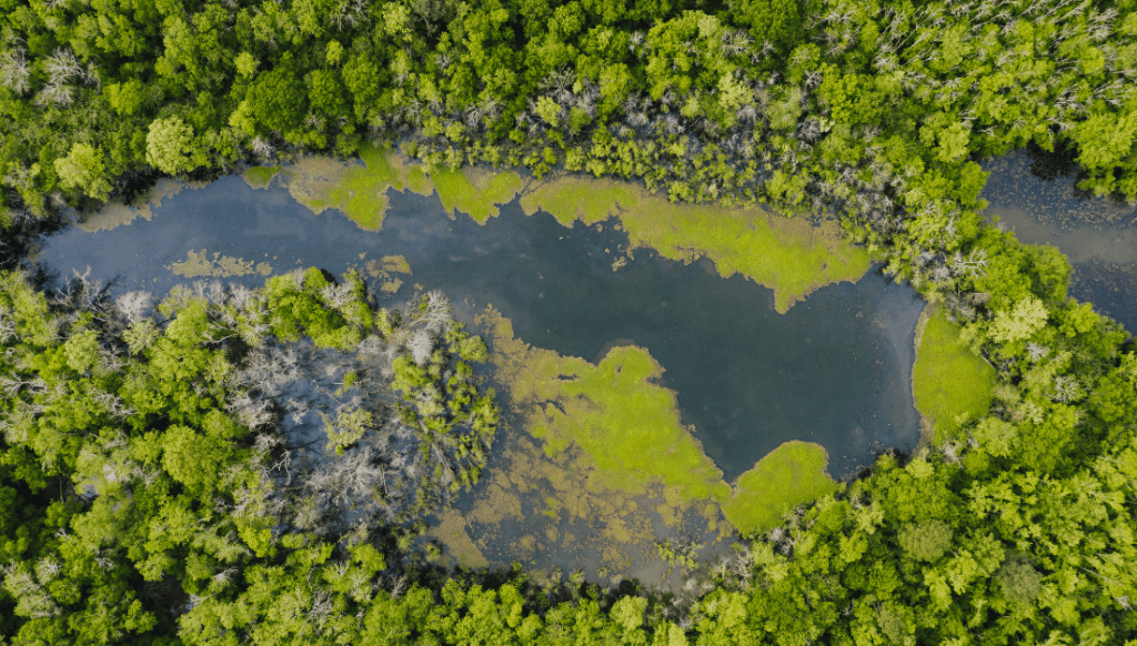 An overview of a pond with a lot of what looks like harmful algae blooms like Cyanobacteria growing in it. There are trees surrounding the pond.