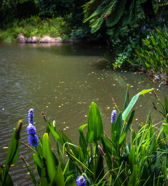 A pond with reeds and trees around the edge.