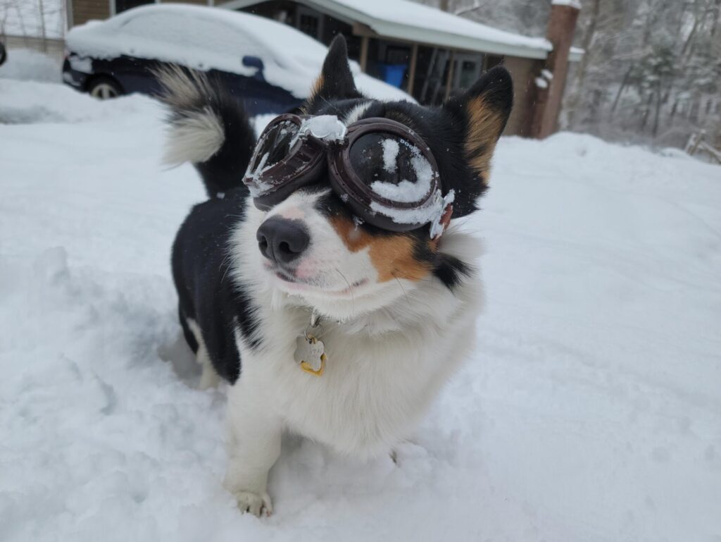 Pembroke Welsh Corgi dog in snow wearing canine goggles